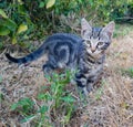 Kitten playing in the garden Royalty Free Stock Photo