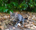 Kitten playing in garden Royalty Free Stock Photo