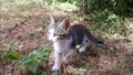 Kitten playing in garden Royalty Free Stock Photo
