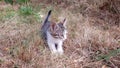 Kitten playing in garden Royalty Free Stock Photo