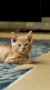 kitten playing at the garden. orange little cat playing outdoors at the morning