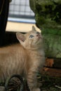 kitten playing at the garden. orange little cat playing outdoors at the morning