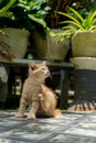 kitten playing at the garden. orange little cat playing outdoors at the morning