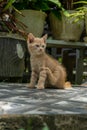 kitten playing at the garden. orange little cat playing outdoors at the morning