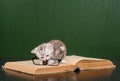 kitten playing with glasses on a book near empty chalkboard Royalty Free Stock Photo