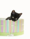 Black Kitten playing in green striped hat box with pearls