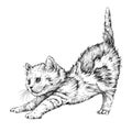 Kitten playing. Hand drawn illustration. Royalty Free Stock Photo