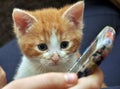 A kitten playing with a mobile phone