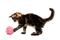 Kitten playing with pink wool ball Royalty Free Stock Photo