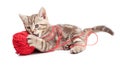 Kitten playing red clew or ball Royalty Free Stock Photo