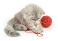Kitten playing with red clew