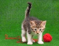 Kitten playing red clew thread Royalty Free Stock Photo