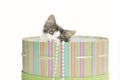 White tabby kitten inside striped hat box with pearls