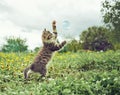 Kitten is playing with soap bubble Royalty Free Stock Photo