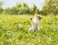 Kitten playing with soap bubbles Royalty Free Stock Photo