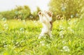 Kitten playing with soap bubbles at sunny day Royalty Free Stock Photo