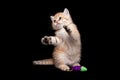 Kitten playing standing on its hind legs, red playful kitten funny standing on its hind legs next to the toy