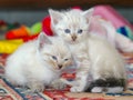 Kitten playing together Royalty Free Stock Photo