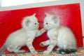 Kitten playing together Royalty Free Stock Photo