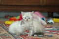 2 kitten playing together Royalty Free Stock Photo