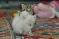 2 kitten playing together Royalty Free Stock Photo