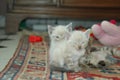 2 kitten playing together Royalty Free Stock Photo