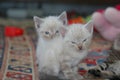 2 kitten playing together Royalty Free Stock Photo