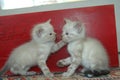 2 kitten playing together Royalty Free Stock Photo