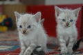 2 kitten playing together Royalty Free Stock Photo