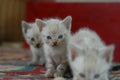 2 kitten playing together Royalty Free Stock Photo