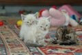 2 kitten playing together Royalty Free Stock Photo