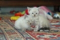 2 kitten playing together Royalty Free Stock Photo