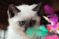 Small kitten is playing with a toy with colorful feathers Royalty Free Stock Photo