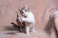 kitten is playing with a toy with feathers on a sofa covered with a beige faux fur rug