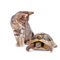 Kitten playing with turtle Royalty Free Stock Photo