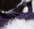 A kitten playing in white feathers Royalty Free Stock Photo