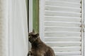 Kitten playing with window curtains