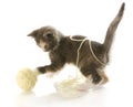 Kitten playing with yarn Royalty Free Stock Photo