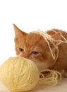 Kitten playing with yarn Royalty Free Stock Photo