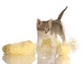 Kitten playing with yarn Royalty Free Stock Photo