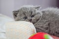 Kitten plays with a ball Royalty Free Stock Photo