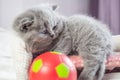 Kitten plays with a ball Royalty Free Stock Photo