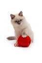 Kitten plays with a ball of red thread Royalty Free Stock Photo