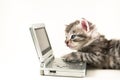 Kitten plays gameboy Royalty Free Stock Photo