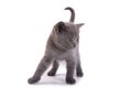 kitten plays on a white background Royalty Free Stock Photo