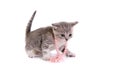 kitten plays on a white background Royalty Free Stock Photo