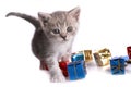 Kitten plays on a white background Royalty Free Stock Photo