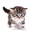 kitten plays on a white background Royalty Free Stock Photo