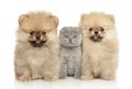 Kitten and Pomeranian puppies sits together Royalty Free Stock Photo