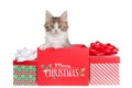 Kitten popping out of a Christmas present, isolated Royalty Free Stock Photo